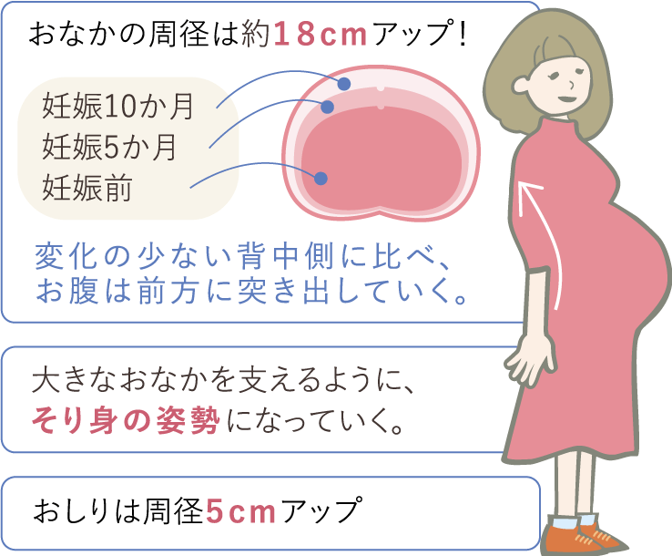 おなかの周径は約１８cmアップ！妊娠10か月妊娠5か月妊娠前変化の少ない背中側にべ、お腹は前方に突き出していく。大きなおなかを支えるように、そり身の姿勢になっていく。おしりは周径５cmアップ